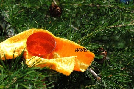 Хвойні породи