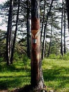 Технологія виробництва каніфолі