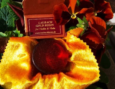 Хвойні породи